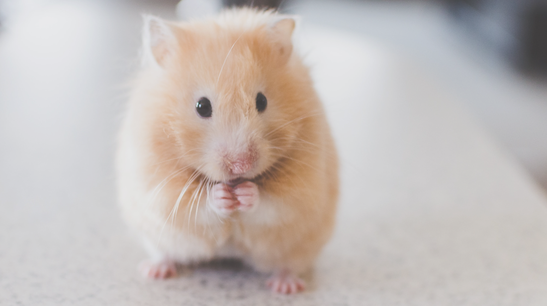 Een hamster als huisdier: dit je weten!